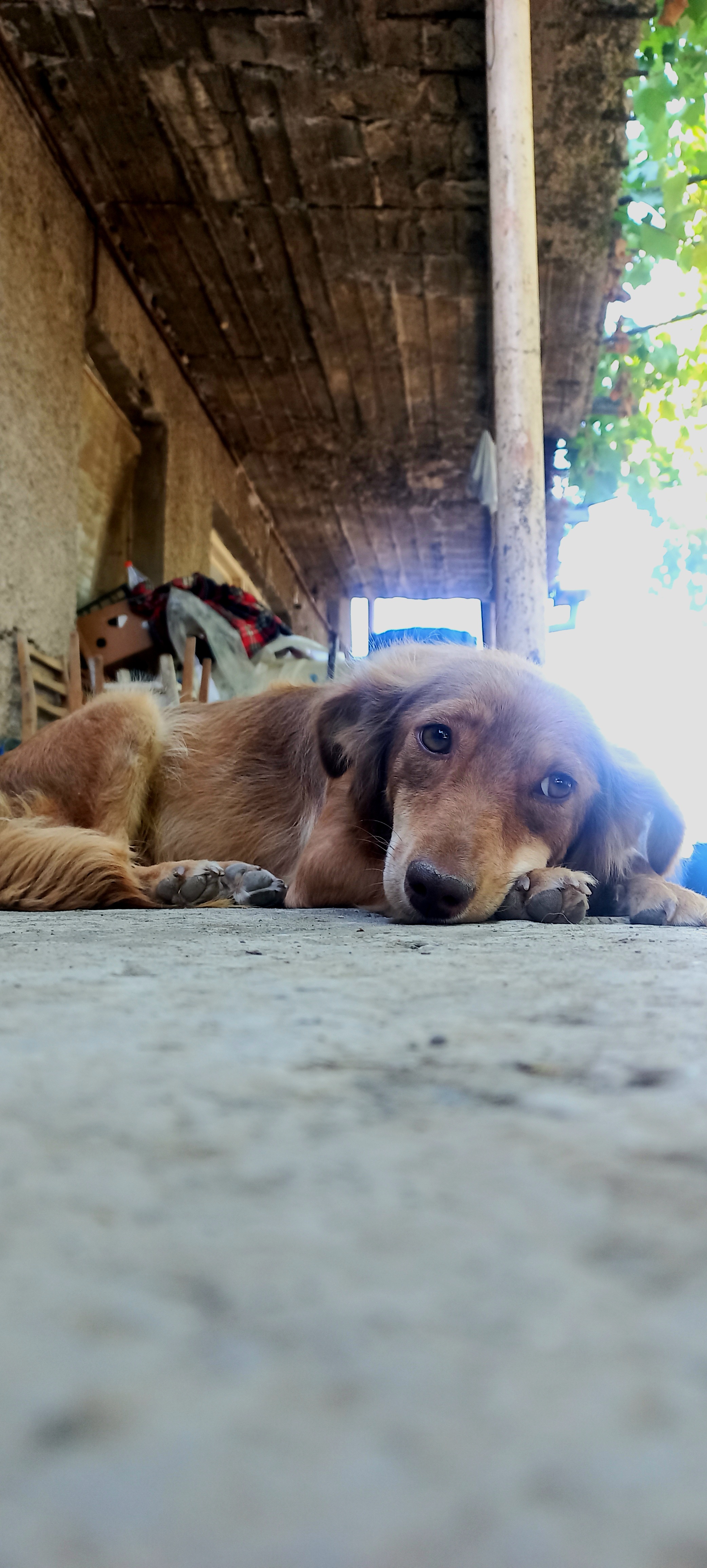 Բերդաշենի հսկիչ շնիկ