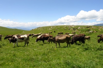 Գործարար Արցախ․ Սասուն Միքայելյան