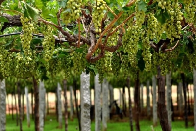 Գործարար Արցախ․ Գեորգի Ստեփանյան