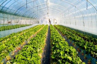 Ջերմոցային տնտեսությունները՝ գյուղատնտեսության հեռանկարային ուղղություն