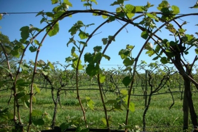 Գործարար Արցախ