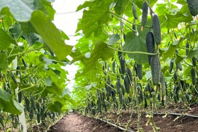 տնտեսԱՆԿՅՈՒՆ․ Սերգեյ Գրիգորյան